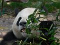 Pandas